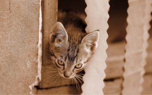 Cómo Elegir El Tamaño Del Arenero Para Un Gato