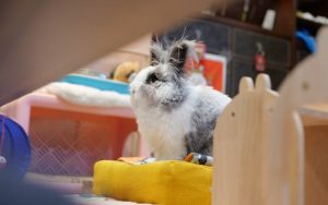 Lee más sobre el artículo ¿Cómo entrenar a un conejo para que no muerda los cables de casa?