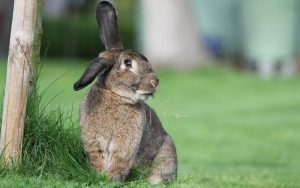 Lee más sobre el artículo ¿Cómo evitar que los conejos escarben en el jardín?