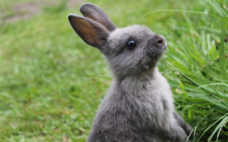 Lee más sobre el artículo ¿Cómo identificar si un conejo tiene parásitos?