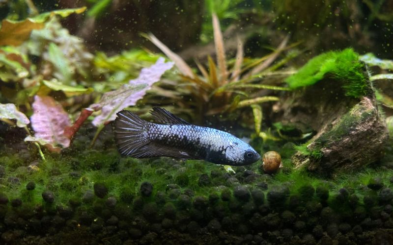 Lee más sobre el artículo ¿Cómo preparar una dieta equilibrada para un pez betta?