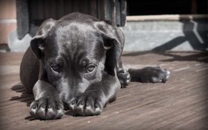 Lee más sobre el artículo ¿Cómo ayudar a un perro a superar el miedo a los fuegos artificiales?