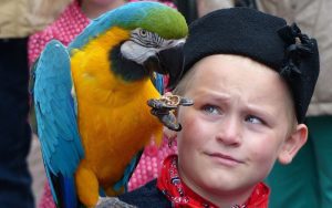 Lee más sobre el artículo ¿Cómo entrenar a un loro para que suba a tu hombro?