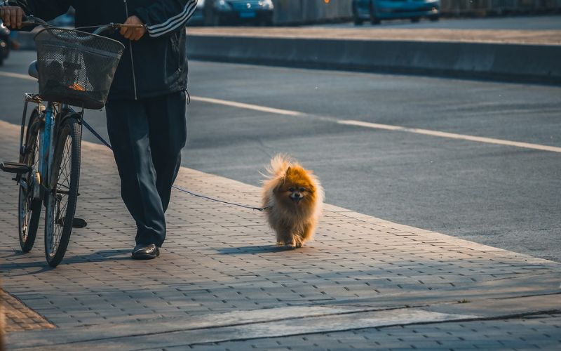 Lee más sobre el artículo ¿Cómo evitar que un perro coma cosas del suelo en la calle?
