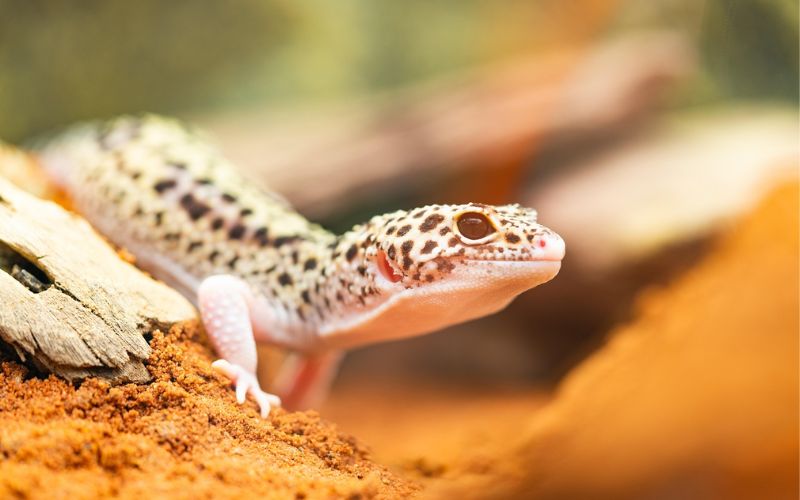 Lee más sobre el artículo ¿Cómo preparar un terrario para un gecko leopardo?