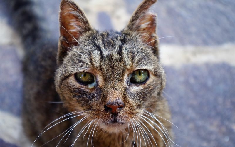 Lee más sobre el artículo ¿Cuáles son las enfermedades más habituales de los gatos?