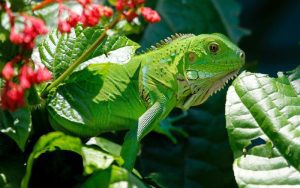 Lee más sobre el artículo ¿De qué colores puede ser una iguana?