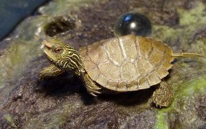 Qué Elementos Colocar En Un Acuario De Tortugas