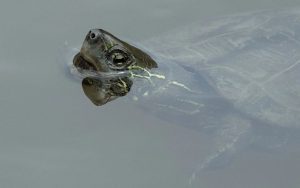 Cuáles Son Las Enfermedades Más Habituales De Una Tortuga Doméstica