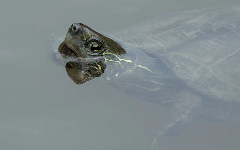 Lee más sobre el artículo ¿Cuáles son las enfermedades más habituales de una tortuga doméstica?