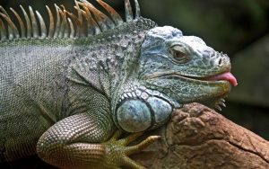 Lee más sobre el artículo ¿Qué come una iguana?