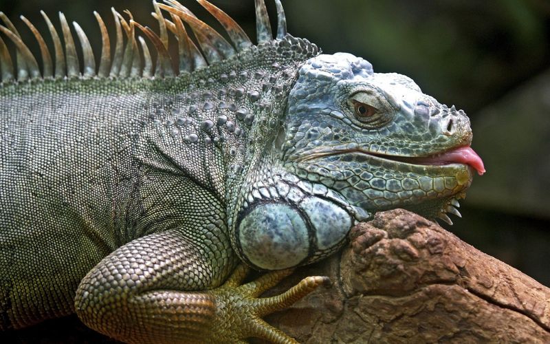 Lee más sobre el artículo ¿Qué come una iguana?