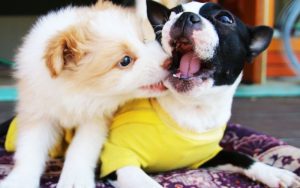 Lee más sobre el artículo Viajar con mascotas: Restaurantes y hoteles Pet-Friendly