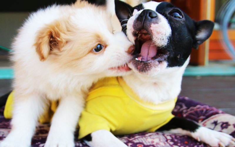 Lee más sobre el artículo Viajar con mascotas: Restaurantes y hoteles Pet-Friendly