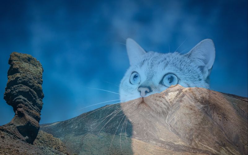 Lee más sobre el artículo ¿Cómo hacer una mudanza con tu mascota a las islas Canarias?