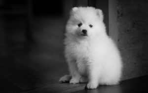 Lee más sobre el artículo 5 consejos para preparar a tu perro para una mudanza