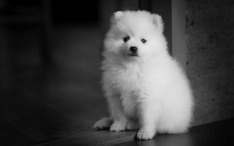 Lee más sobre el artículo 5 consejos para preparar a tu perro para una mudanza