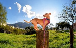 Lee más sobre el artículo ¿Por qué un perro pequeño necesita un arnés ajustable y no un collar?