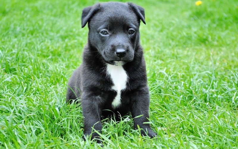 Lee más sobre el artículo ¿Cómo es la vida para los perros en Canarias?