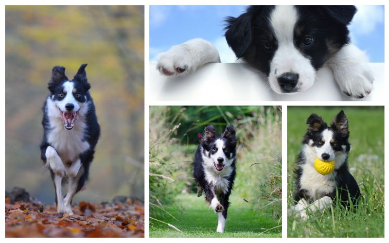 Lee más sobre el artículo Guía sobre Border Collie, el perro más inteligente del mundo, y cómo elegir el mejor criadero