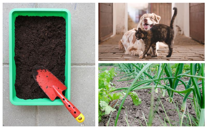 Lee más sobre el artículo Compost, estiércol y abonos ecológicos: ¿Cuáles son seguros para las mascotas?