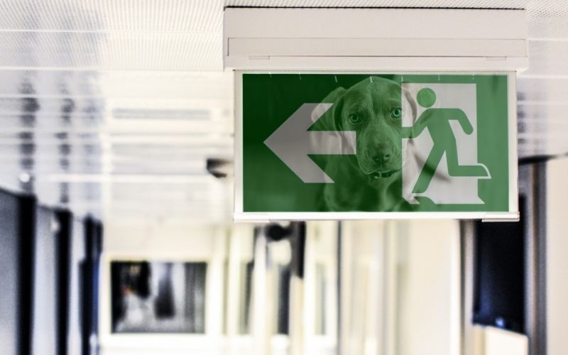 Lee más sobre el artículo ¿Es buena idea llevar a tu perro a una sala de escape?
