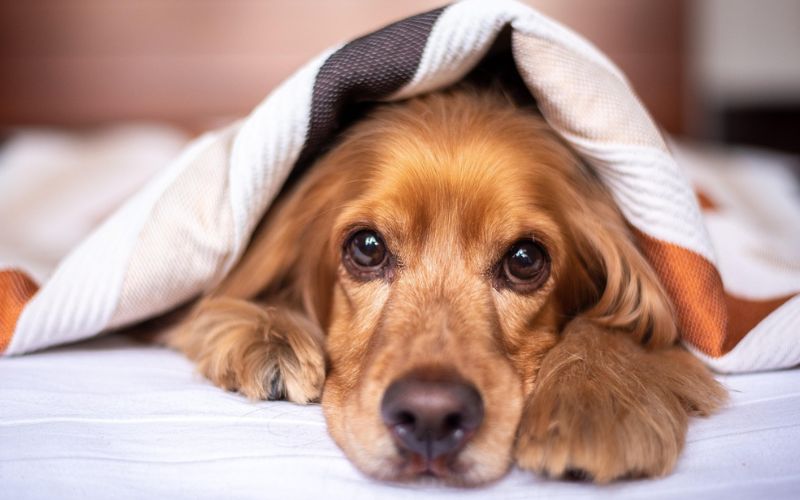 Lee más sobre el artículo 6 ventajas de dejar a tu perro en una residencia canina durante las vacaciones, porque dejarlo con un familiar no siempre es la mejor opción